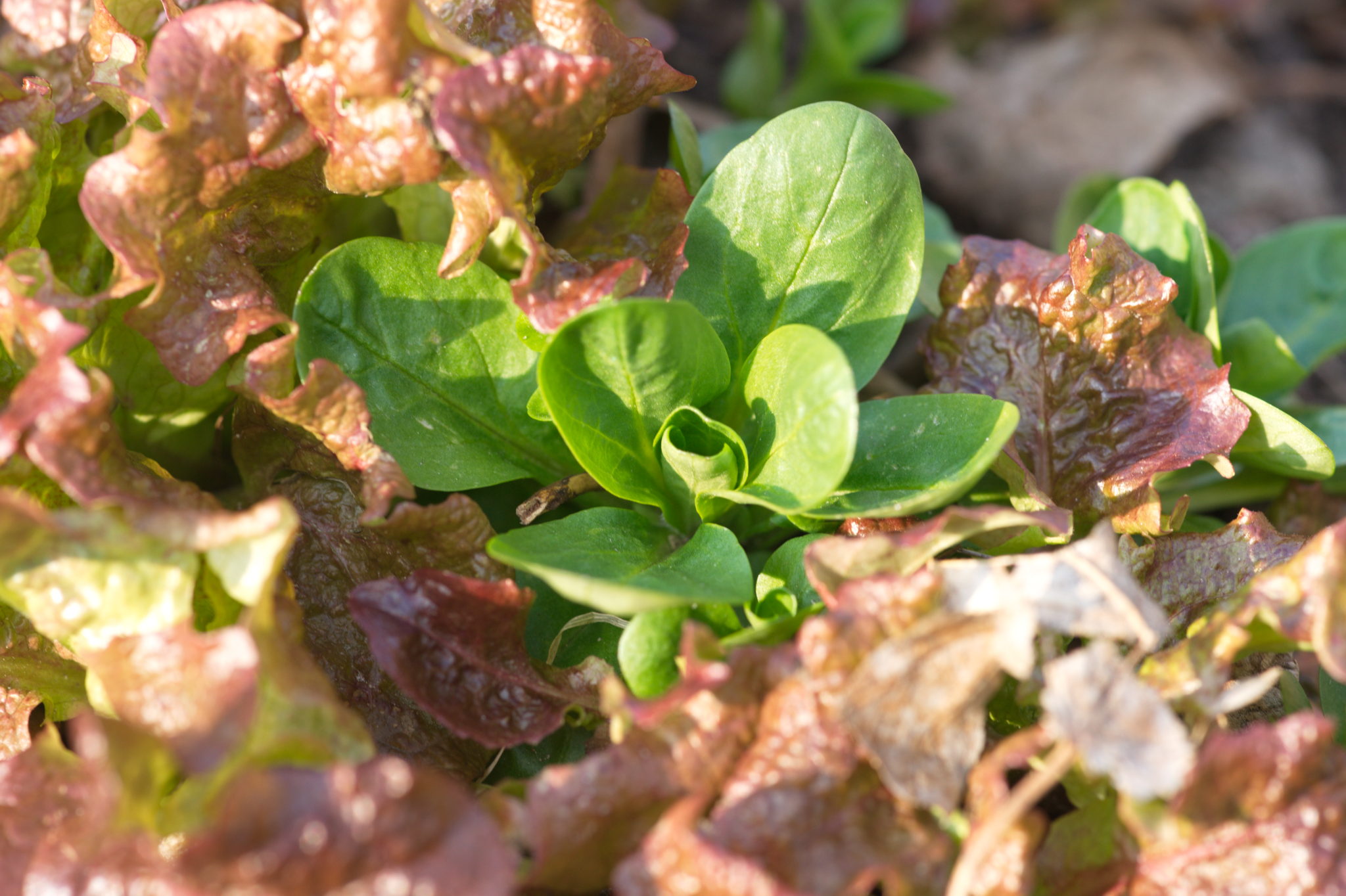 20210324  Gruen(t)raumHeimfeld 013